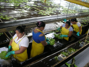 II.3. Female Workers Packing_PAN